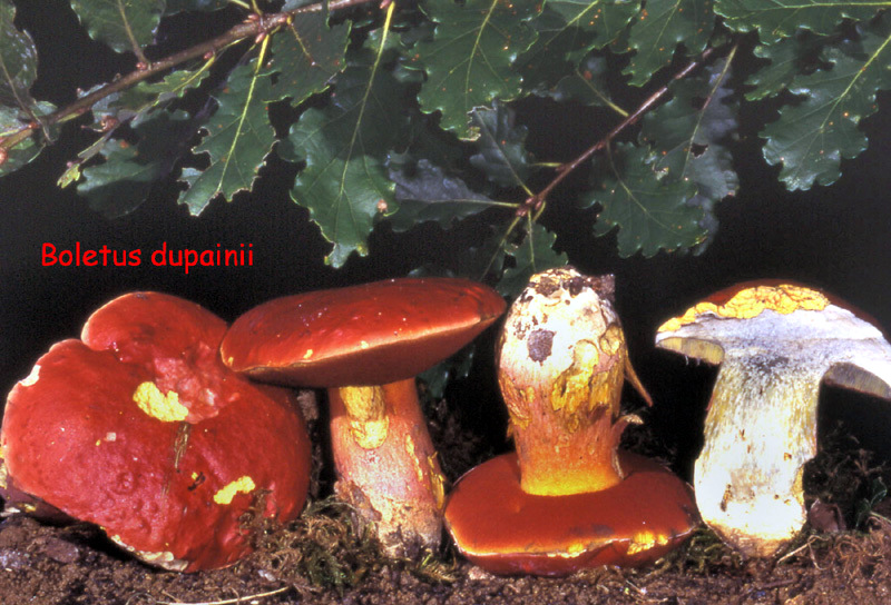 Rubroboletus dupainii-amf301-1.jpg - Rubroboletus dupainii ; Syn: Boletus dupainii ; Nom français: Bolet de Dupain
